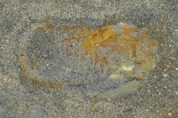 Pelagic Trilobite (Cyclopyge) Fossil - El El Kaid Rami, Morocco #140527